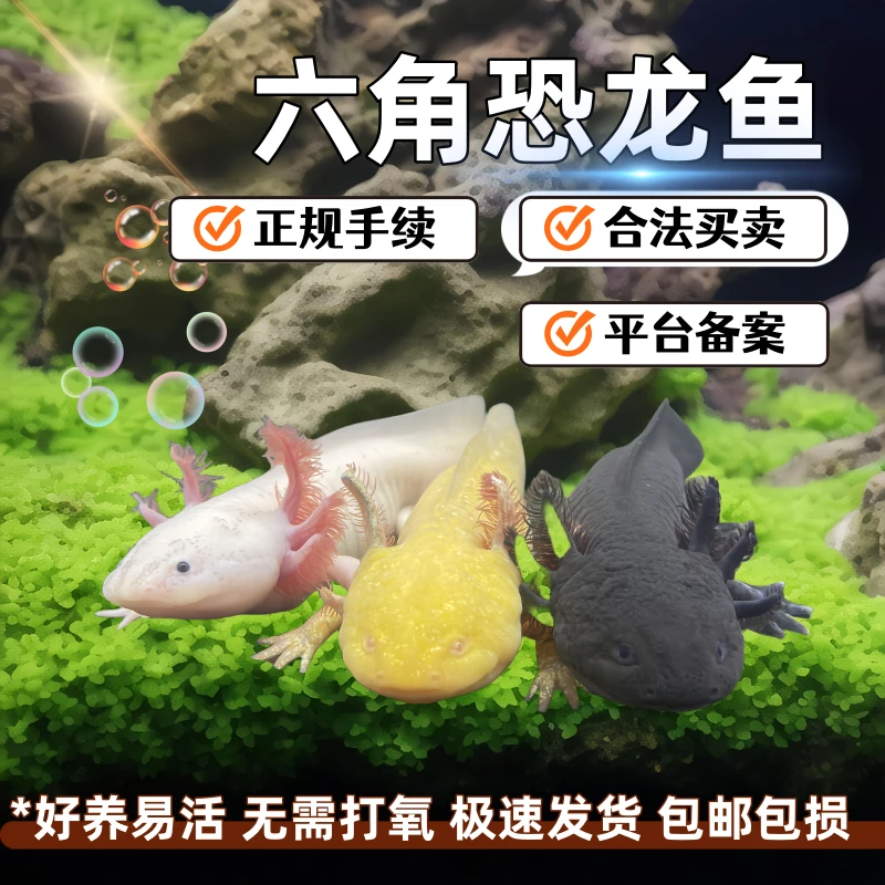 六角恐龙鱼螈蝾自来水可养好养耐活观赏鱼活体懒人鱼宠物娃娃鱼陆