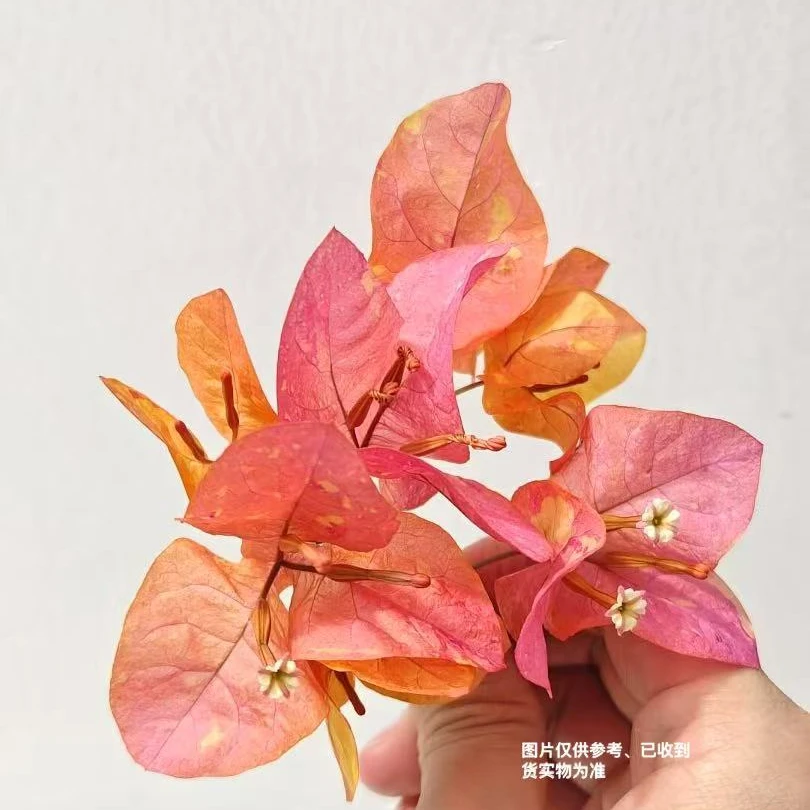 【阿达娜】【包售后一个月】【包对版】三角梅四季开花爬藤飘枝好养护