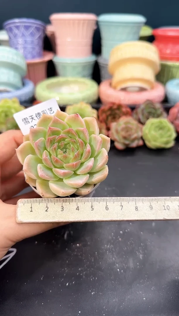 923-061青山（冠幅6.5cm）