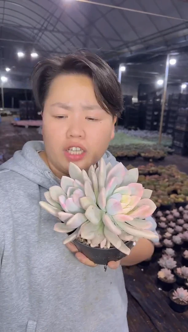 双头起奥普粉锦9.99