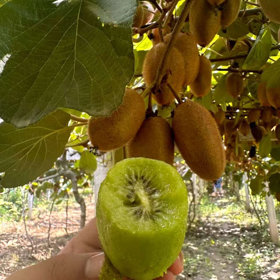 陕西翠香猕猴桃当季新鲜水果软糯多汁香甜可口c