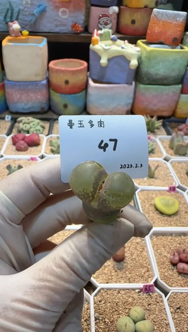 【闪购商品】25.2.5-47