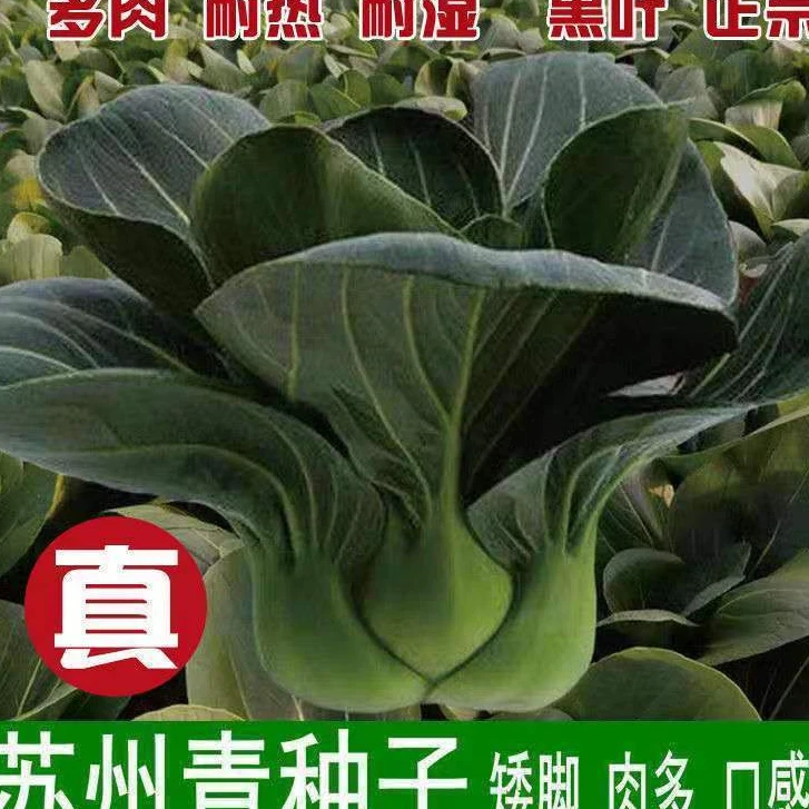 精选优质新黑大头苏州青菜种子原装大叶黑叶油亮矮脚苏州青菜籽