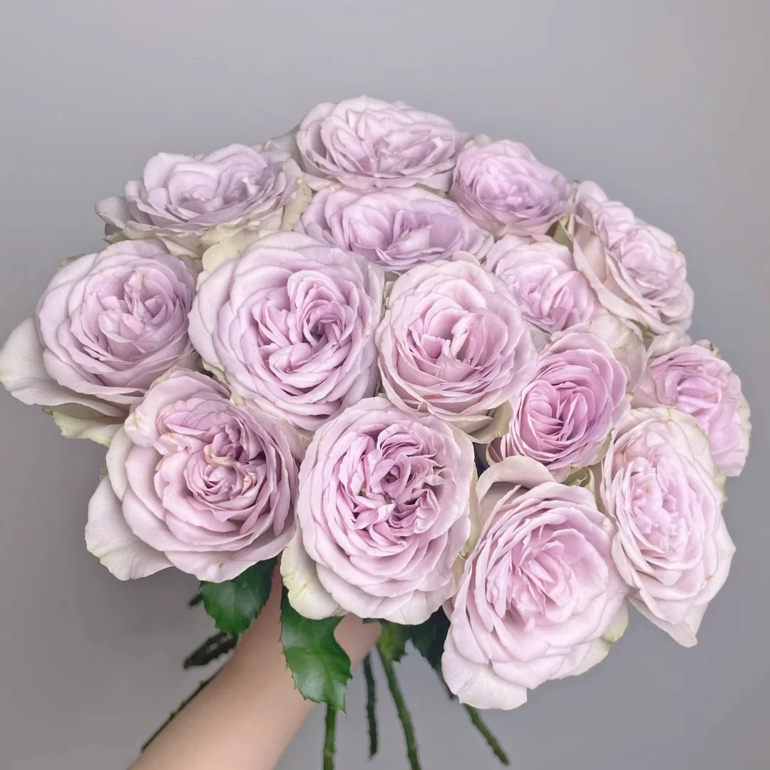 【钟楼怪人 多头玫瑰 鲜切花 /全场任意满两单及以上鲜花包邮发货】