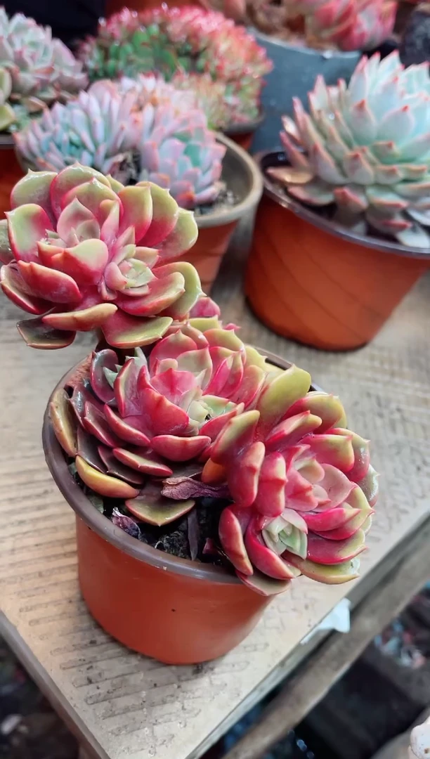 【闪购商品】23097