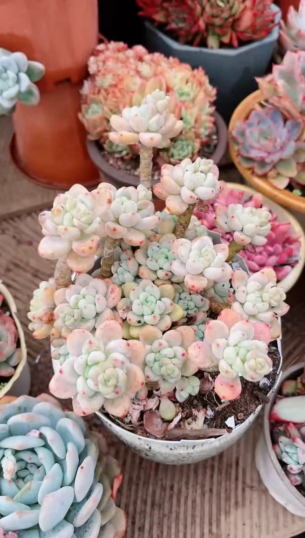 【闪购商品】20233