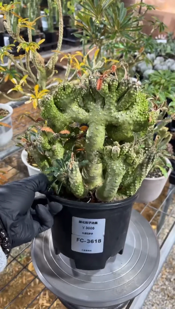 缀化椰子琉桑FC-3618