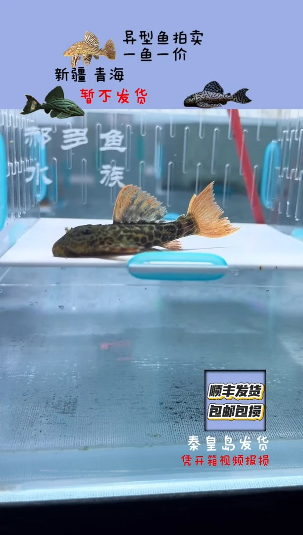 清道夫5.8不包入缸损6