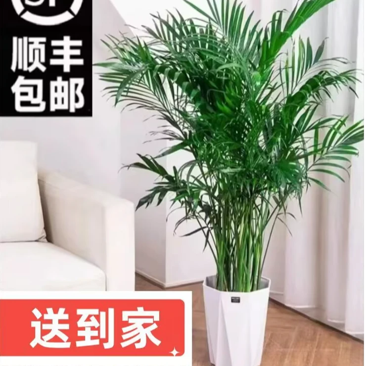 1.6-1.7米散尾葵富贵椰子大型绿室内落地摆放好养