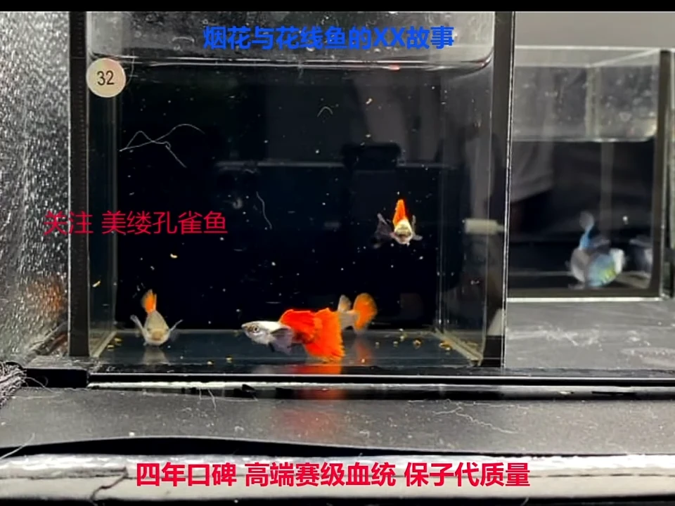孔雀鱼象耳2对高端