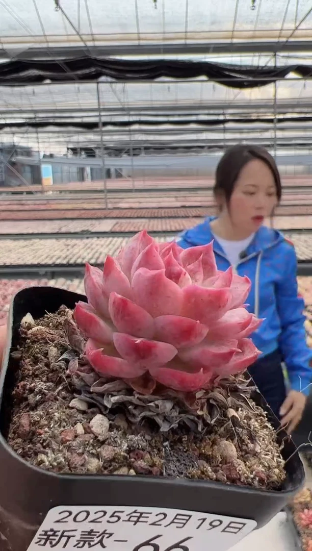 【闪购商品】新款多肉-66