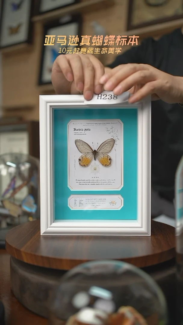 有机玻璃黄晶眼蝶新版本白框