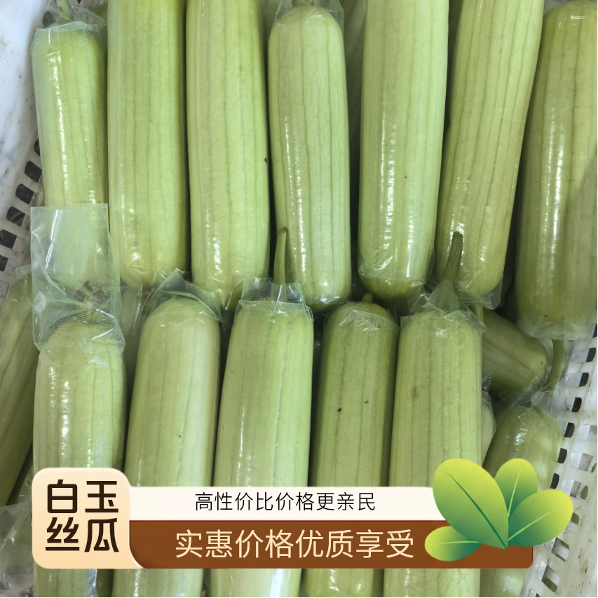 3斤装！奶油丝瓜净重哦！鲜甜现摘可口！现采现发 当季蔬菜