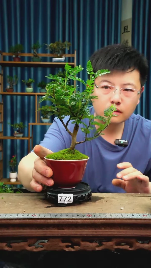 无花朵苔藓微景观772号