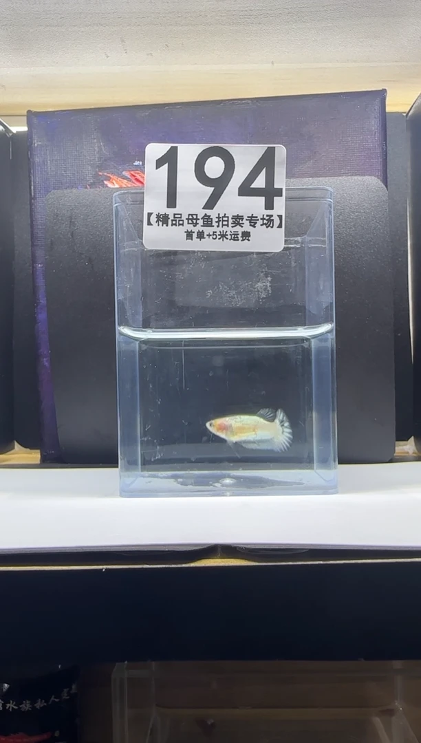 斗鱼母鱼编号：194