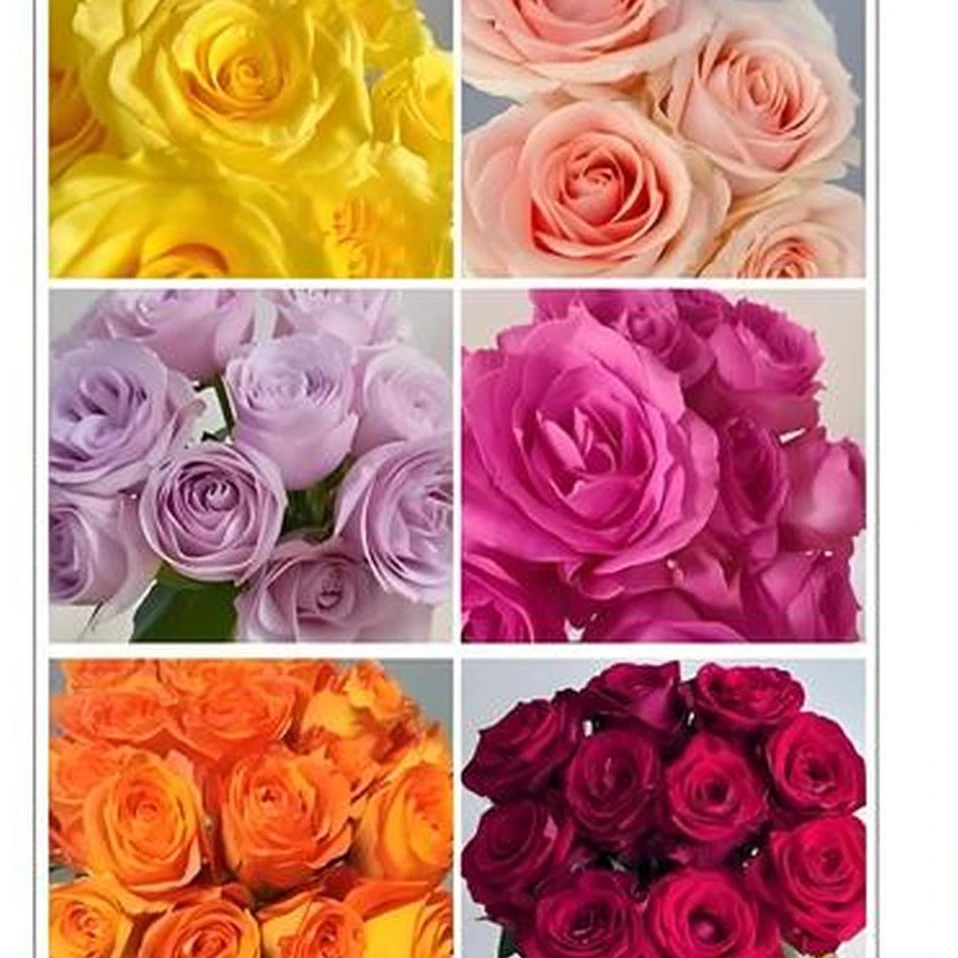 楷楷专属『彩色玫瑰混色10支』全场任意满两单鲜花顺丰包邮 3单送黄莺草 鲜花直播批发次日达包邮