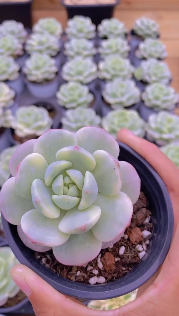 26- 香草锦（量拍）
