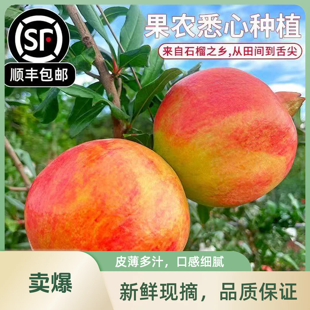 【L顺丰次日达】四川会理突尼斯软籽石榴新鲜采摘鲜甜多汁四川省