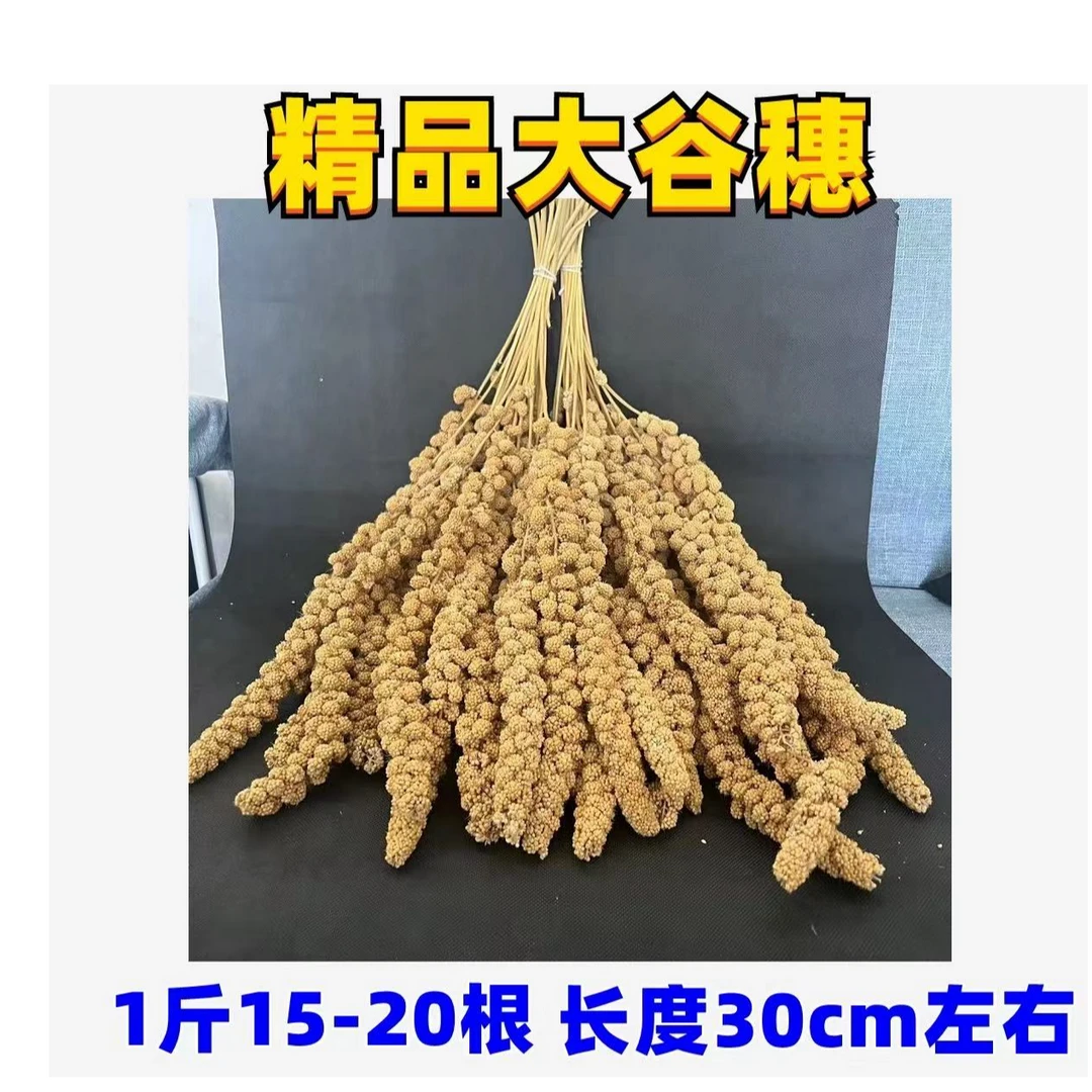 谷穗一斤小米穗鹦鹉小鸟学吃谷子必备零食手养鹦鹉