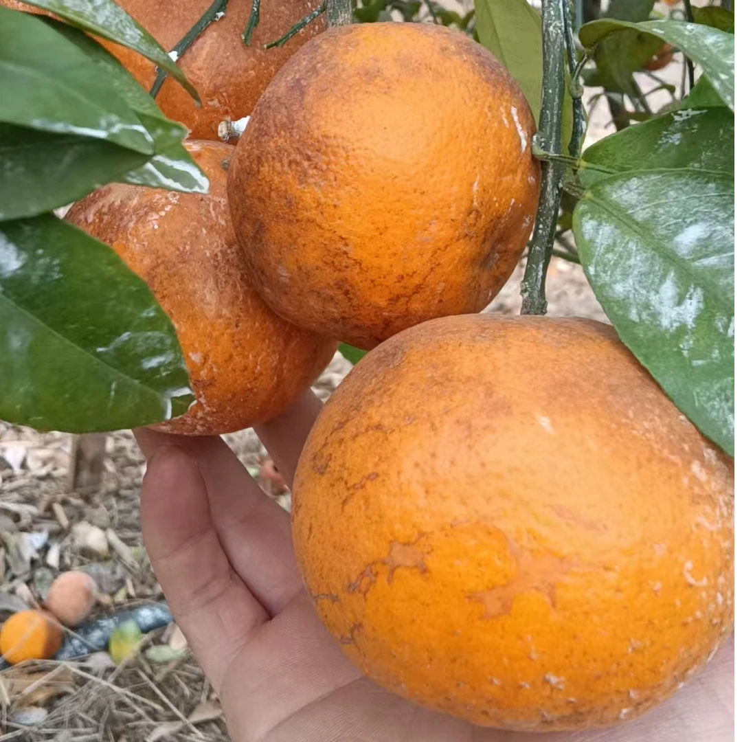 抖音助农特价花皮沃柑乌柑原产地果园现摘现发新鲜树上熟甜爆了