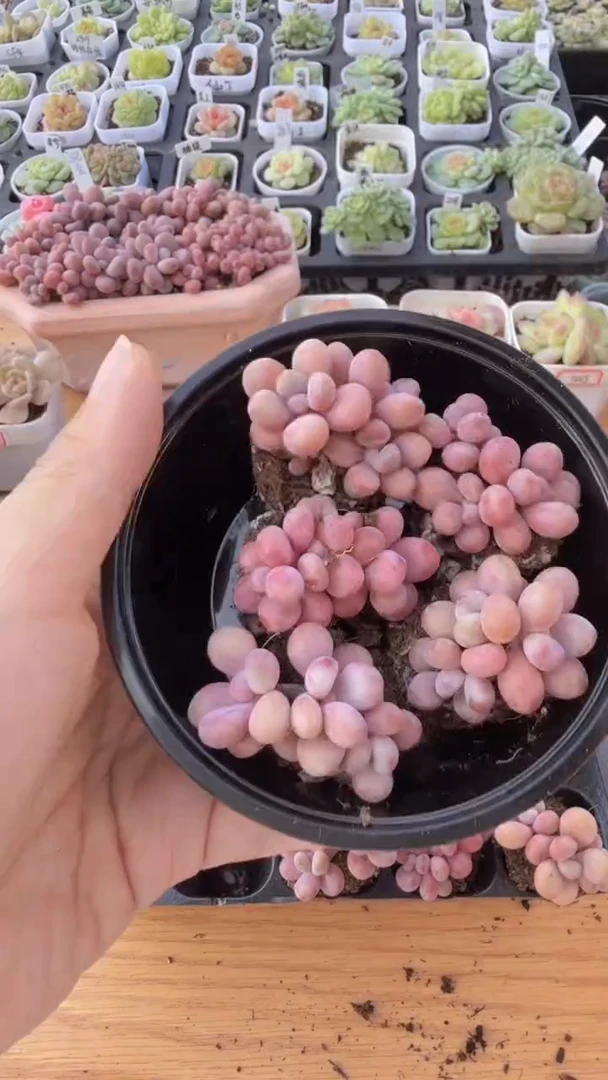 桃蛋三头 5颗量拍混发 满9.9包邮