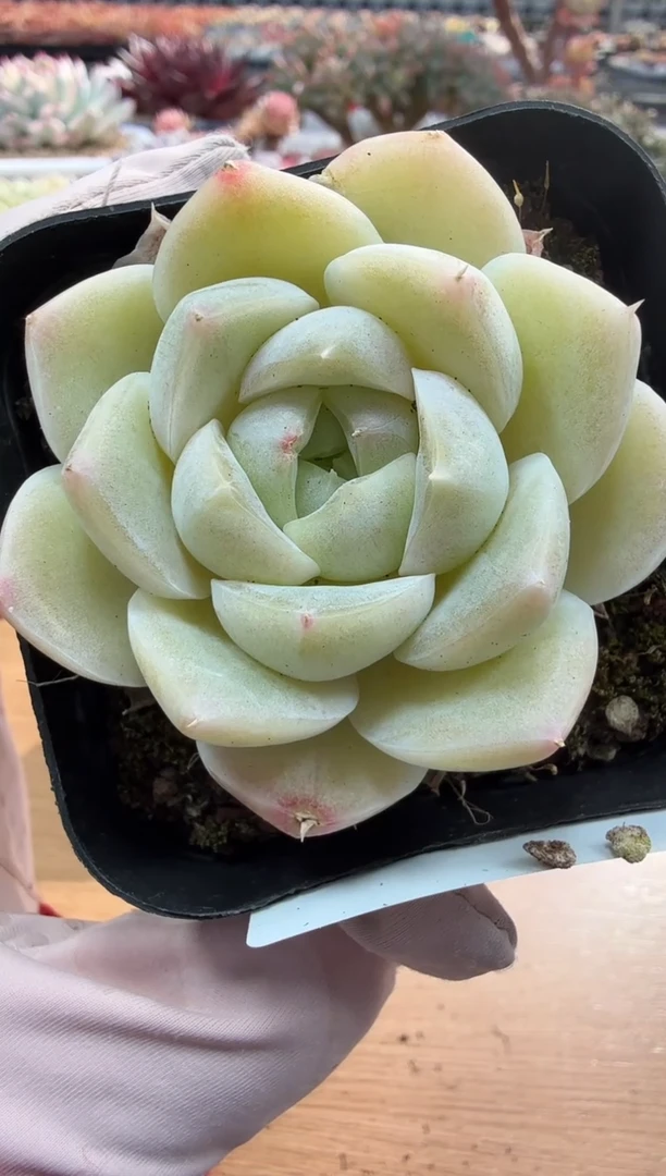 东云多肉园二店-79