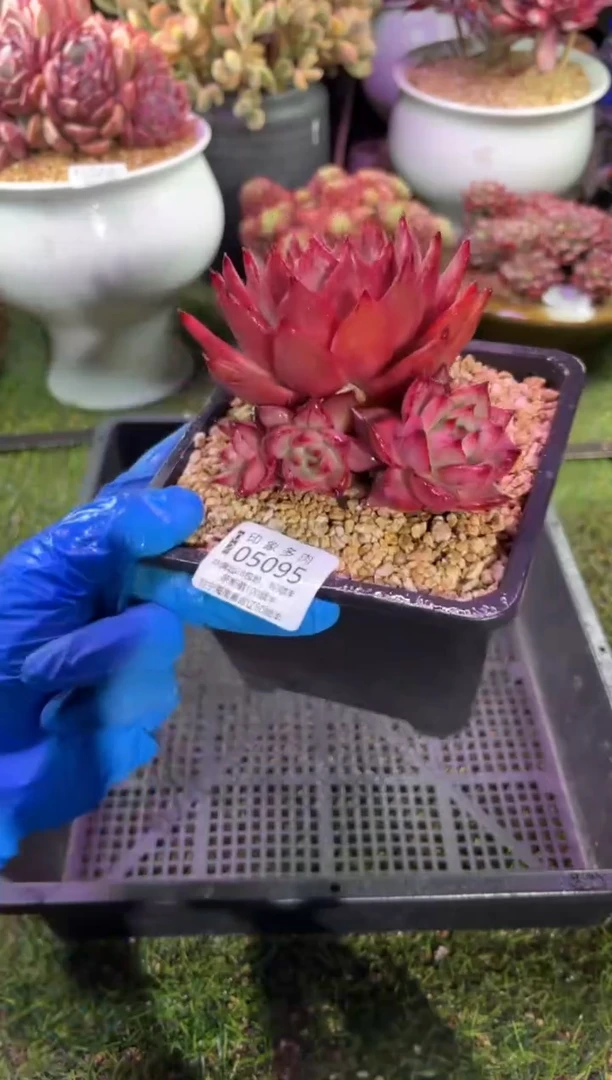 【闪购商品】05095