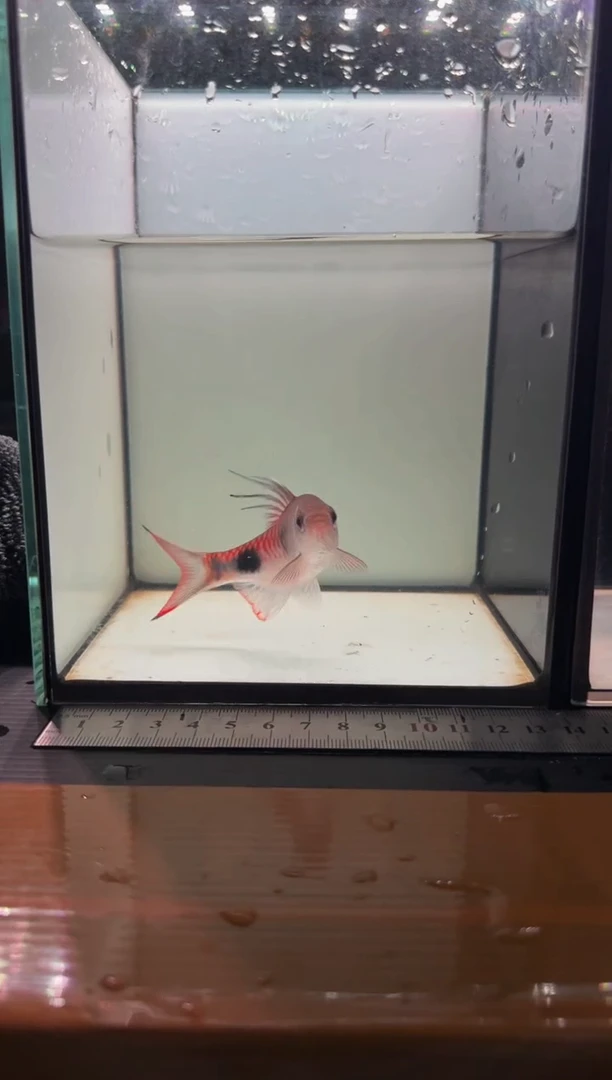 海水鱼克里11111