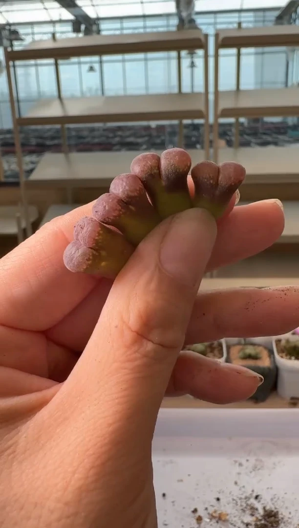 24-146多肉植物肉锥