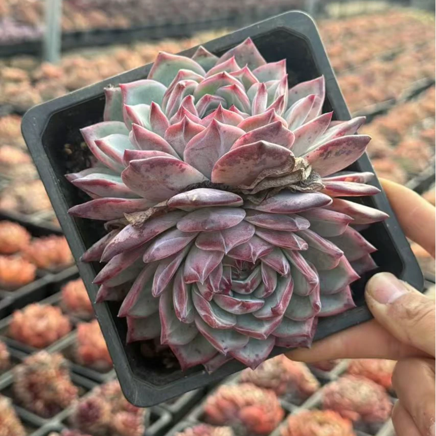 14#红拉糖体验版单双头起发前男友精品多肉