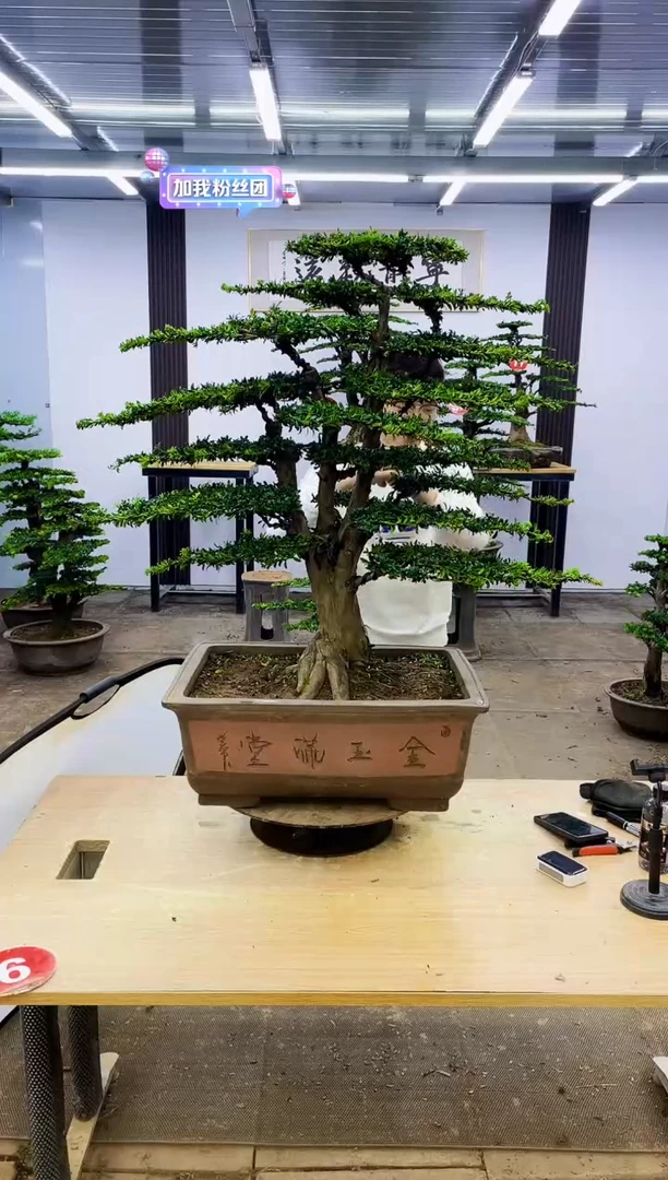 无花朵龙*00000000000000