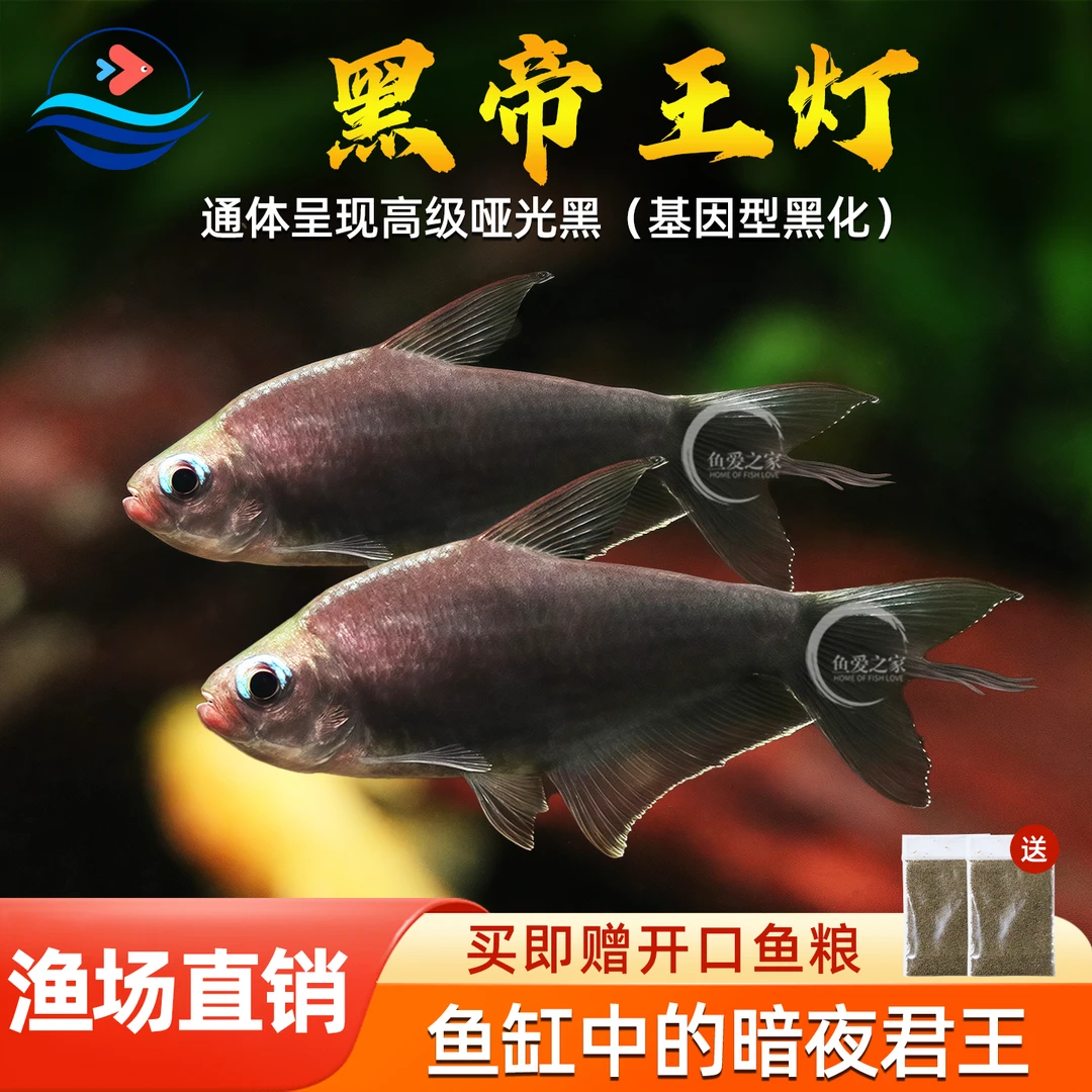 黑帝王灯鱼南美小型热带淡水观赏鱼草缸群游黄金帝王蓝国王灯活体