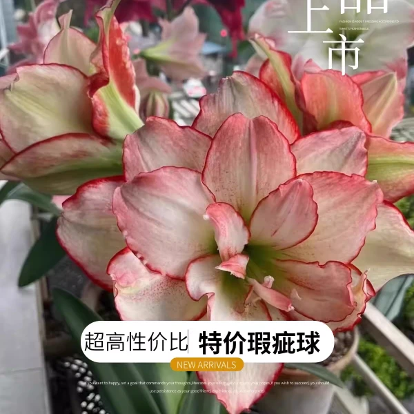梨花花院 朱顶红残次球 重残球 花后球 无售后 新手慎拍