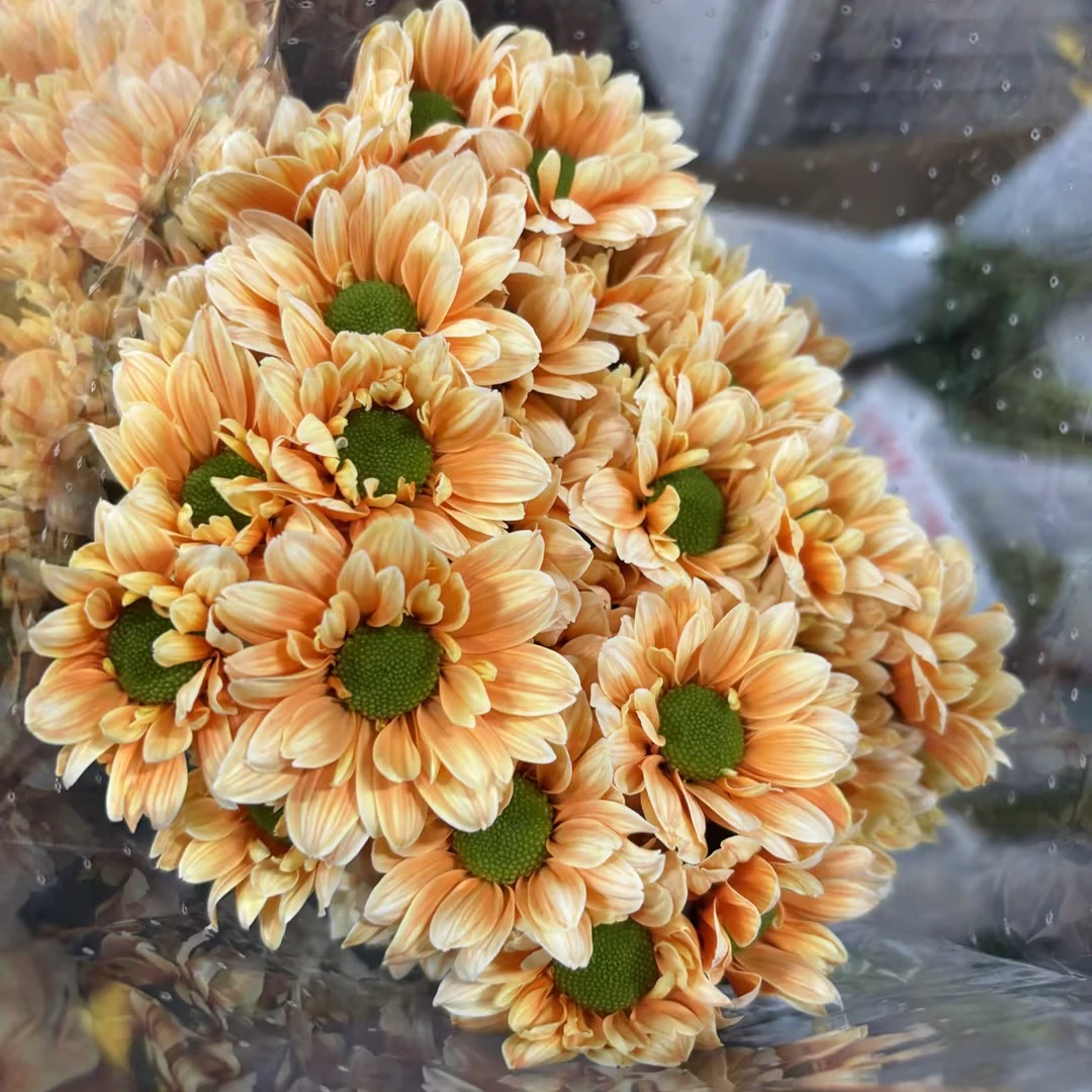 【一品花集】【爱马仕橙】小雏菊 云南昆明基地直发家用鲜花