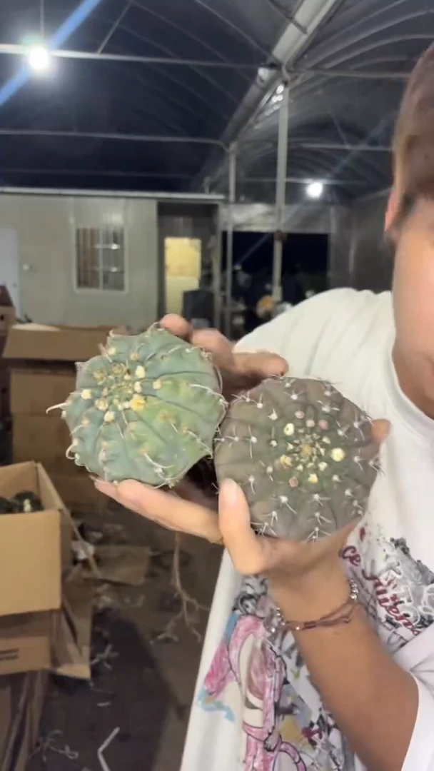 2颗 7-9cm 一三本刺【实生根】