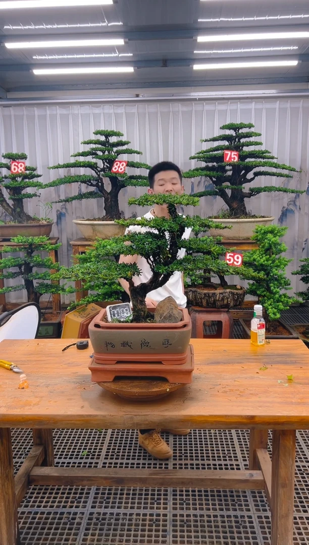无花朵精品盆景直播间一物一拍