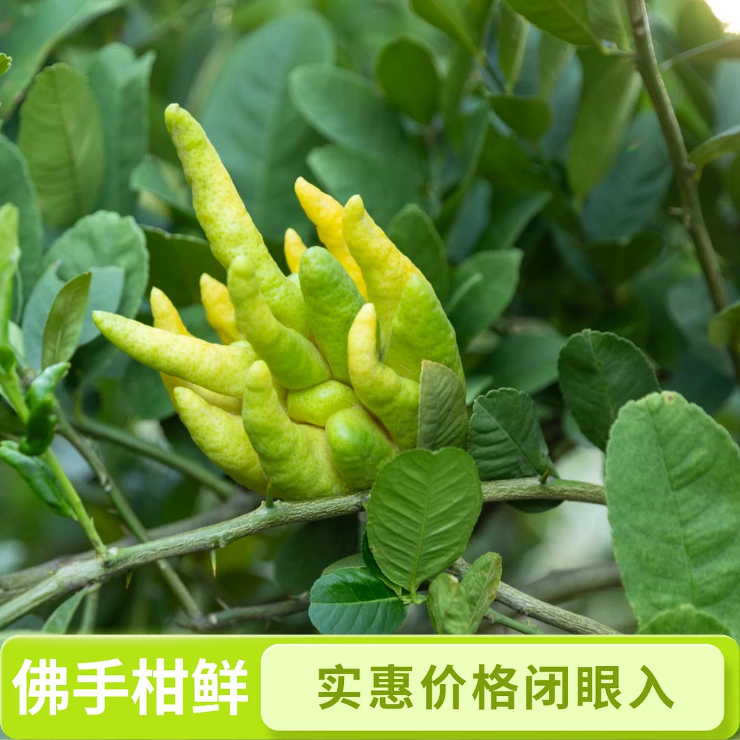 新鲜佛手柑基地直发