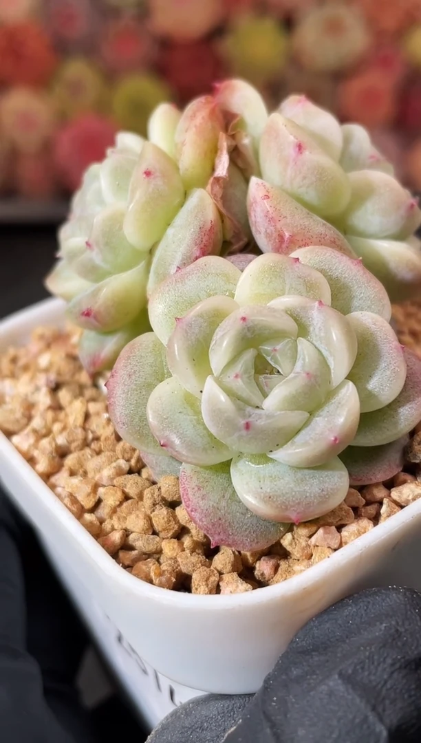 11-63 小殿下群4-5厘米 量拍发一颗