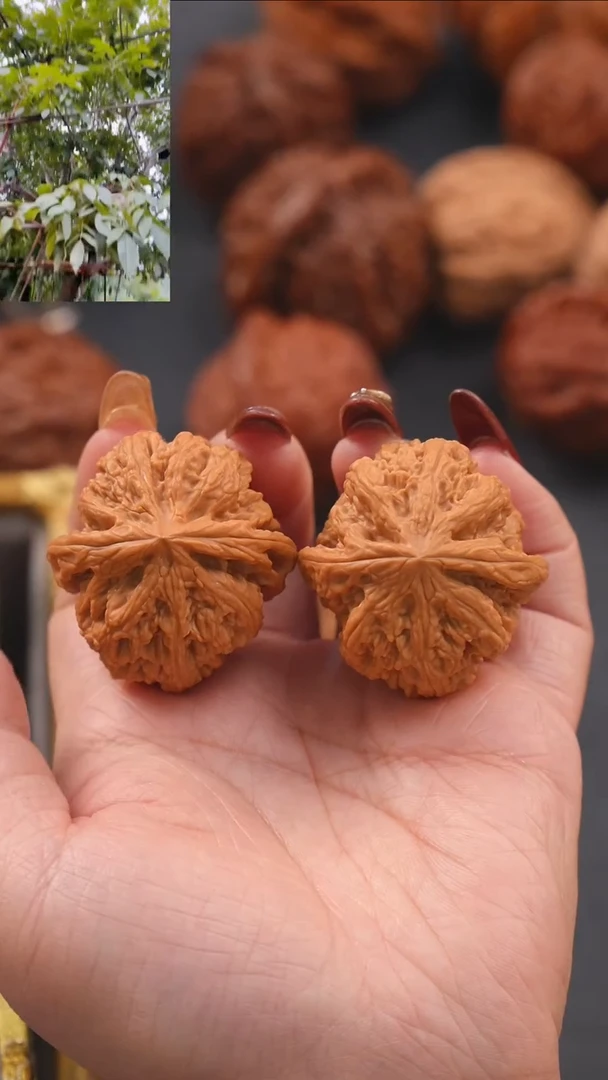 【闪购商品】文玩核桃把件39平谷粗筋（全品）