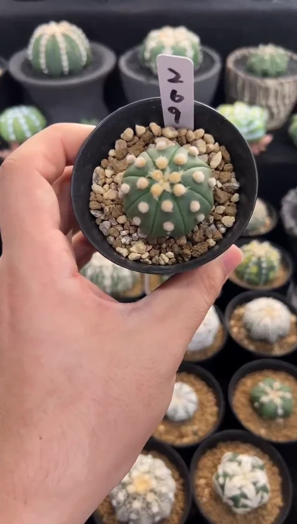 海星大油实生根星兜编码269