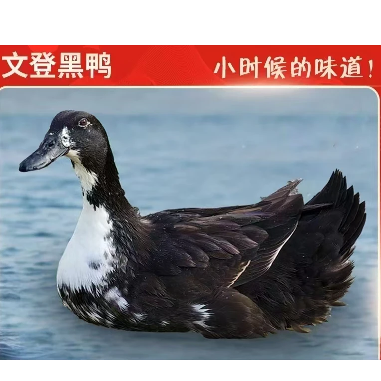 【文登黑鸭】一年内黑鸭适合卤炒白切【海岛散养】