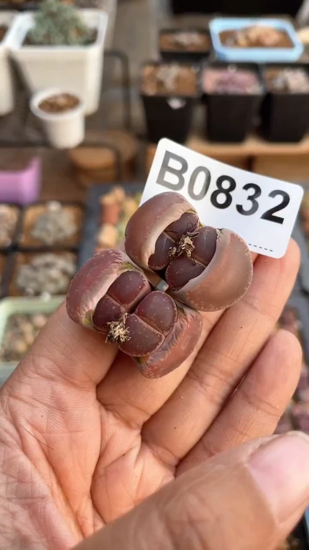 【闪购商品】0832直播一物一拍