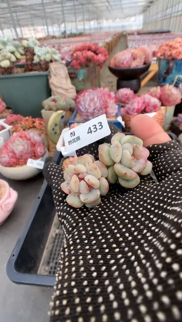 【闪购商品】433红恋石化两棵一物一拍