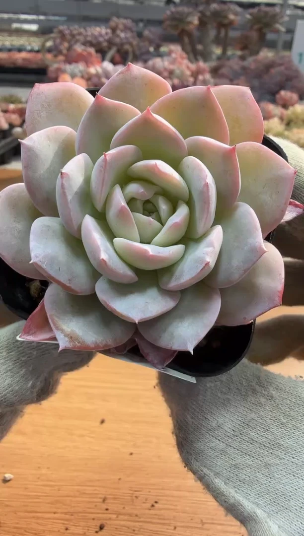 东云多肉园三店-68