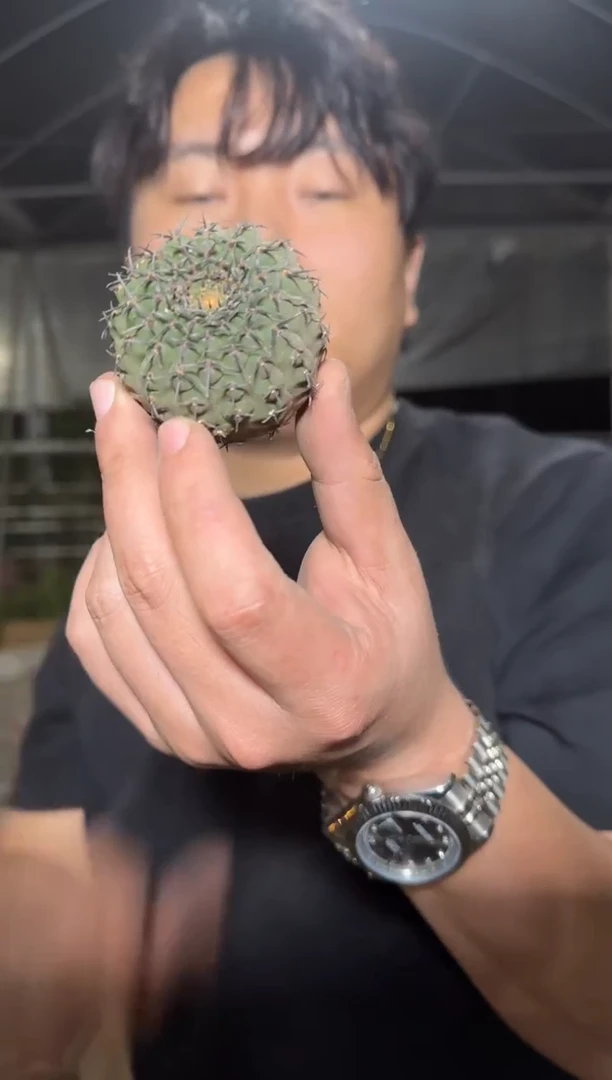 3颗 实生根 黑刺凤头