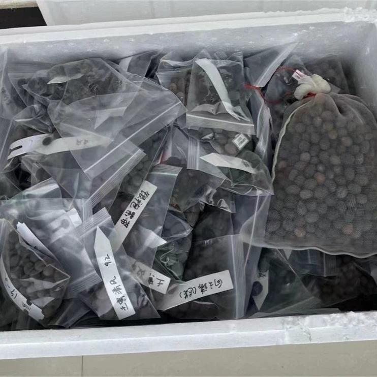 艺莲苑直播福袋 宝地霞光5粒