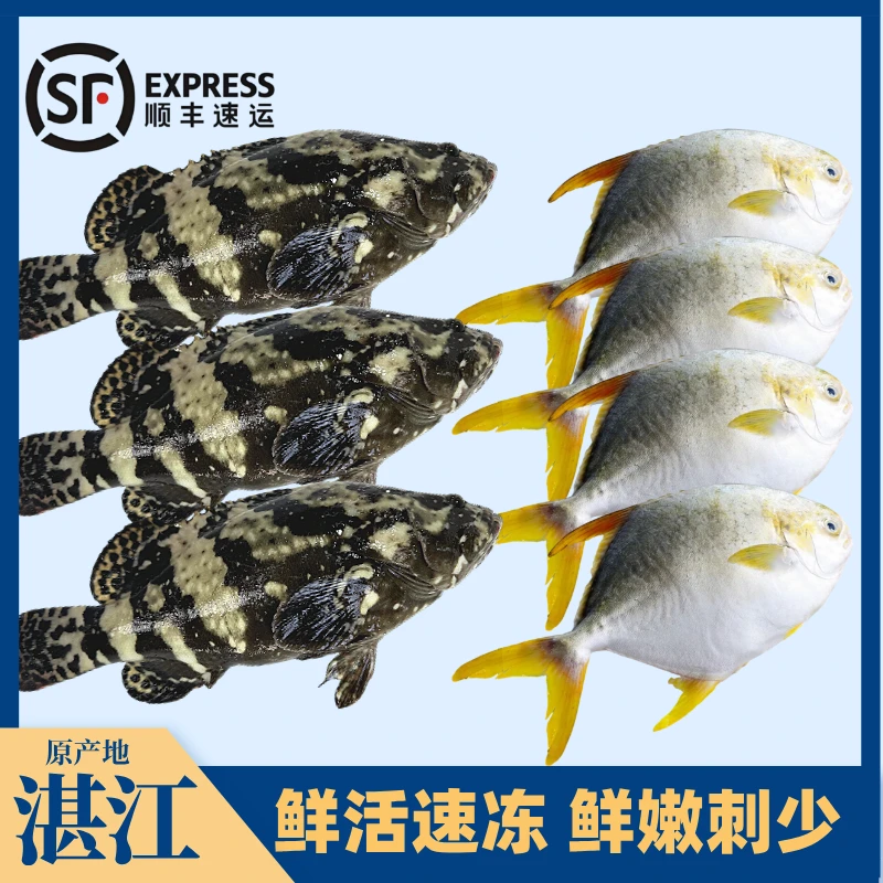 【组合装】石斑鱼+金鲳鱼 广东湛江海鲜活鱼现冻