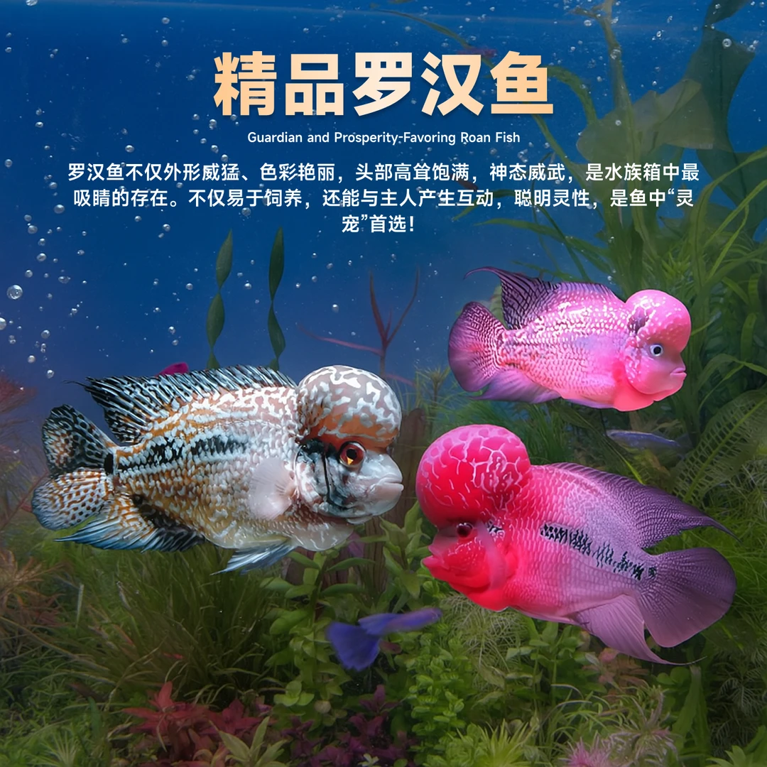 罗汉鱼苗活体起头大苗亚成泰国火凤凰金花珍珠热带鱼观赏鱼包邮