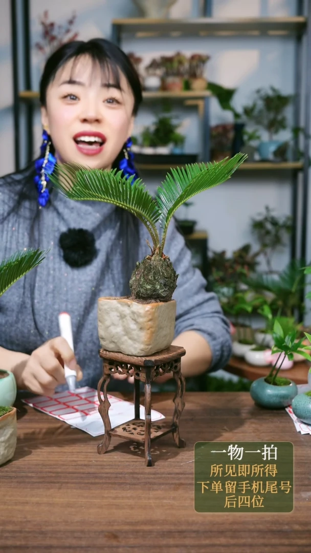 【闪购商品】12---2215铁树三叶