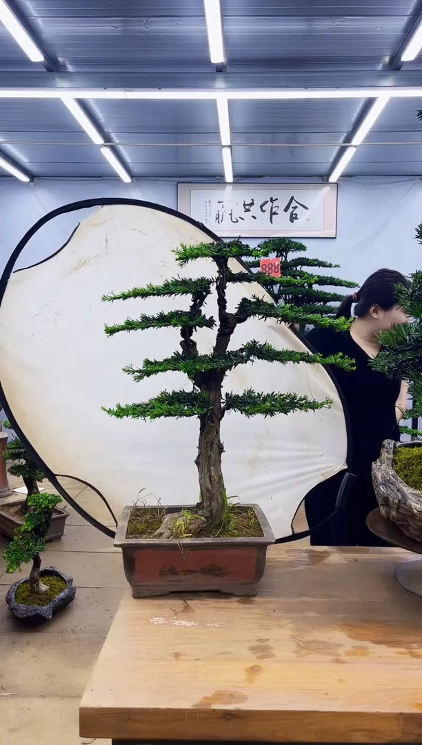 无花朵一物一拍，所见即所得